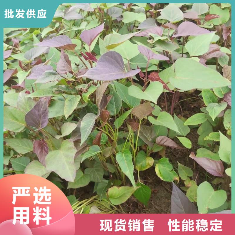 麦茬苗普薯32号（红薯苗）专业生产厂家
