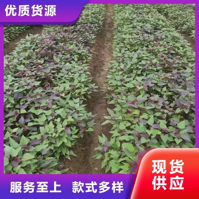 高产脱毒紫薯苗（凌紫品种）基地种植