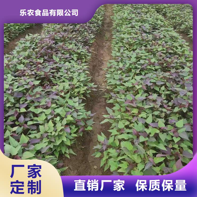 羽衣甘蓝粉-视频-羽衣甘蓝粉|山西省临汾市|曲沃|隰县|长治|吕梁|大同|朔州|运城|阳泉
