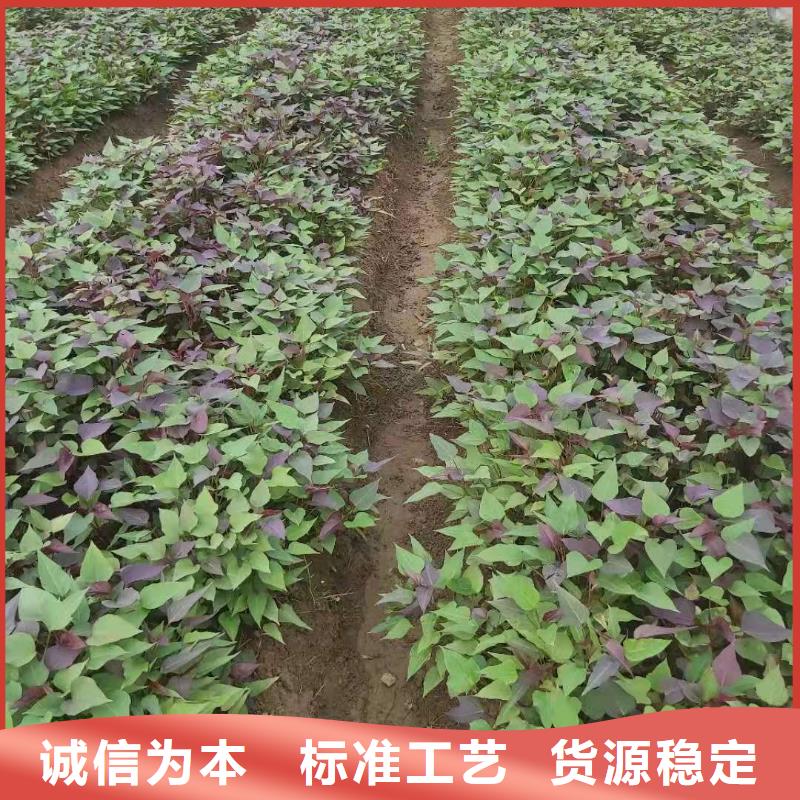 南瓜丁-视频-南瓜丁|辽宁省沈阳市|沈河|铁西|葫芦岛|盘锦|抚顺|朝阳|辽阳