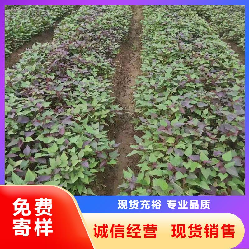 羽衣甘蓝粉视频-钟山|昭平|来宾|百色|玉林|桂林|钦州|贵港羽衣甘蓝粉免费安装-乐农食品(贺州市分公司)
