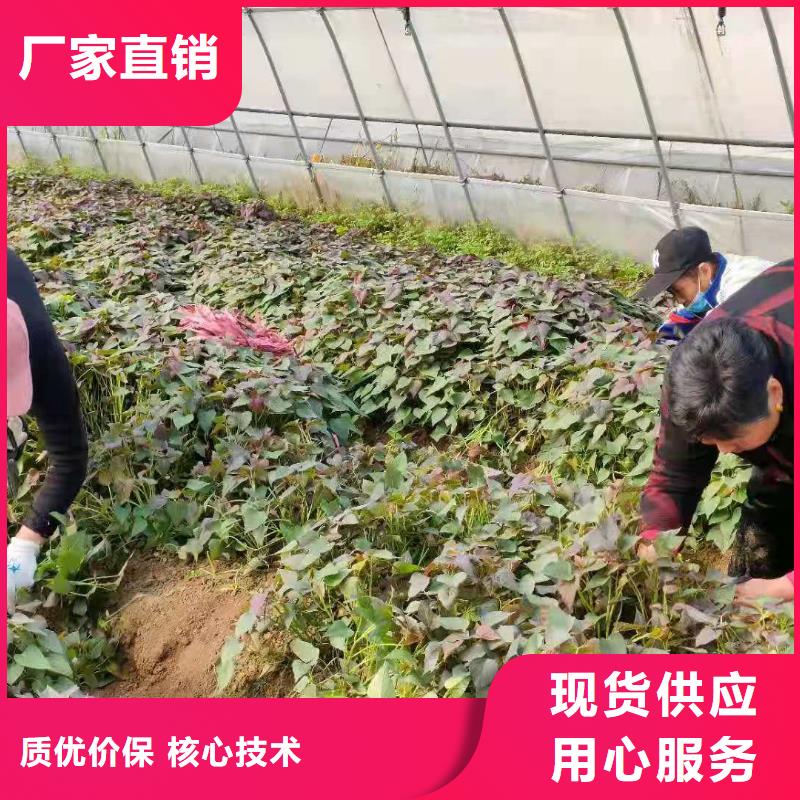 脱毒红薯苗（西瓜红）择优