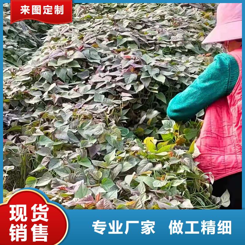高剪红薯苗现货充足量大优惠