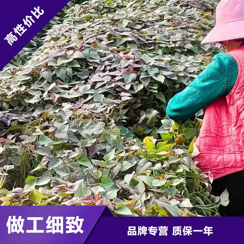 高产脱毒紫薯苗（凌紫品种）基地种植