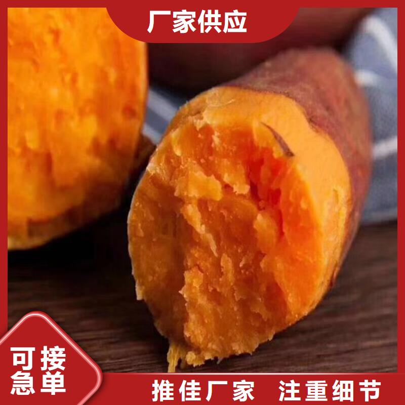 麦茬苗普薯32号（红薯苗）区别