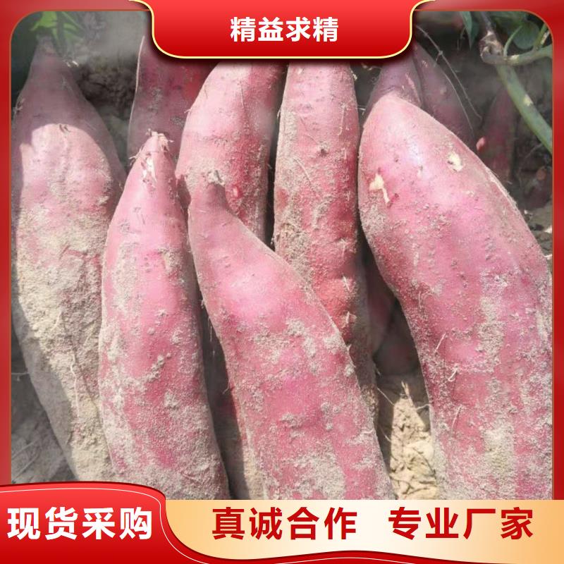 脱毒红薯苗（西瓜红）厂家现货直销