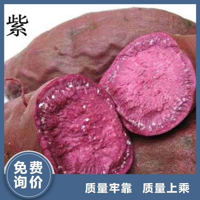 高产脱毒紫薯苗（凌紫品种）行情走势