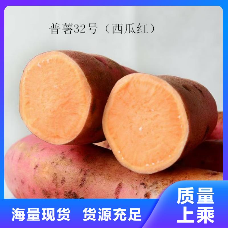 羽衣甘蓝粉-视频-羽衣甘蓝粉|山西省临汾市|曲沃|隰县|长治|吕梁|大同|朔州|运城|阳泉