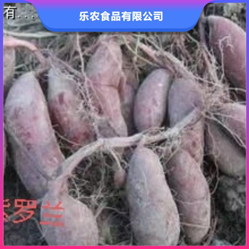 高产脱毒紫薯苗（凌紫品种）价格