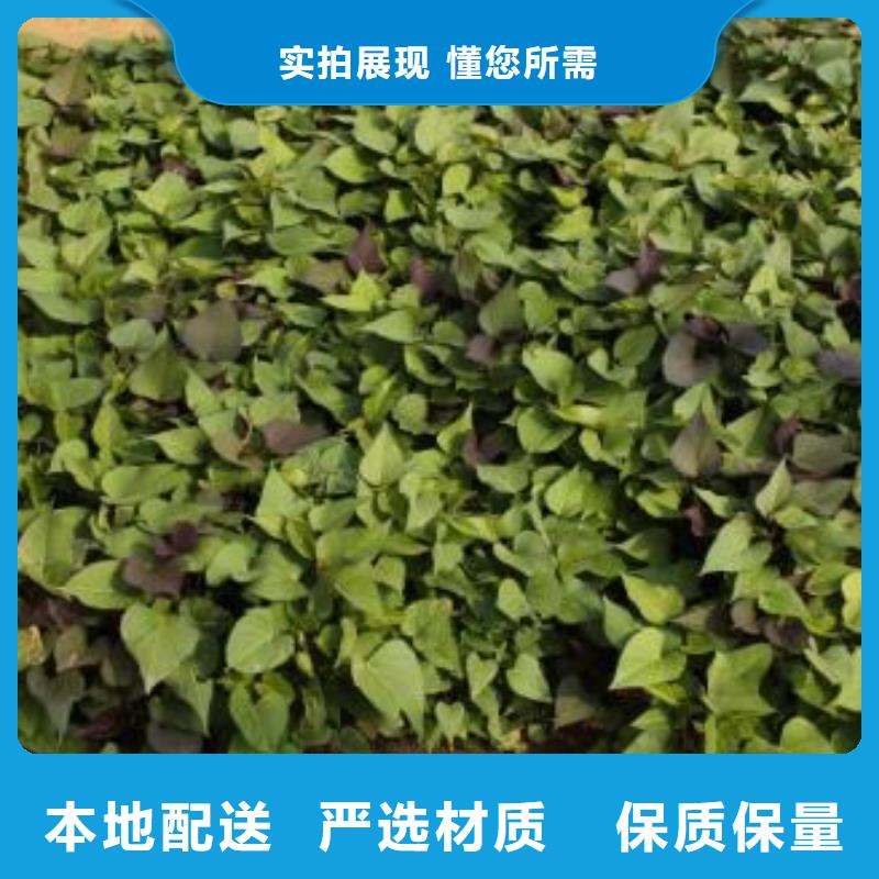 脱毒红薯苗（西瓜红）择优