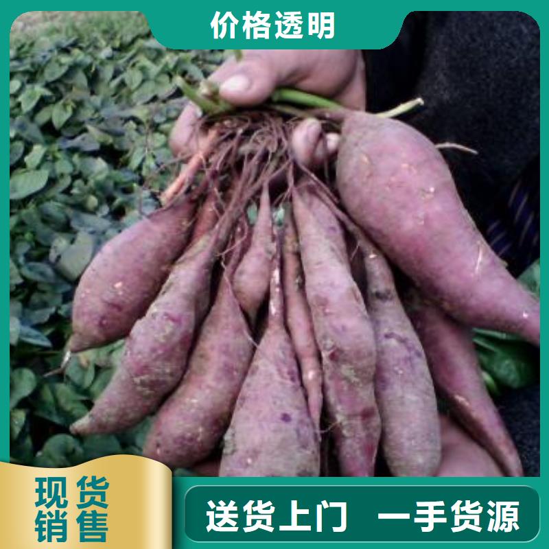 高剪红薯苗现货充足量大优惠