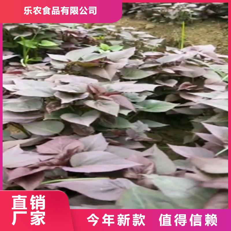 羽衣甘蓝粉-视频-羽衣甘蓝粉|山西省临汾市|曲沃|隰县|长治|吕梁|大同|朔州|运城|阳泉