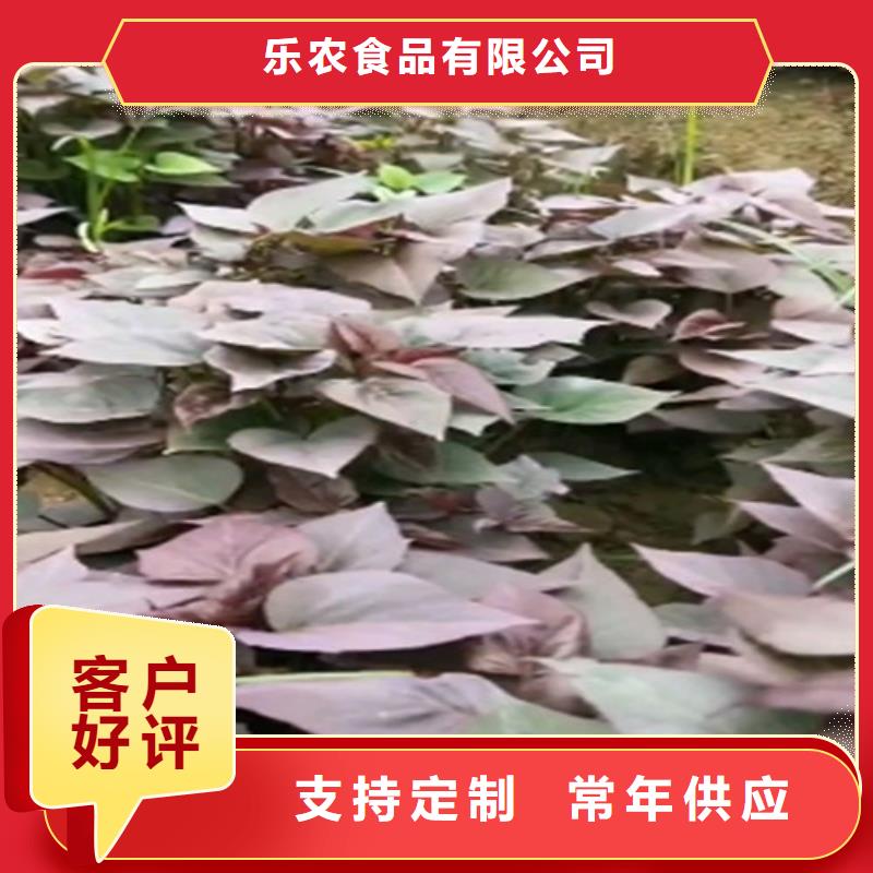 羽衣甘蓝粉-视频-浙江省宁波市|鄞州|象山|台州|丽水|绍兴|嘉兴|湖州|杭州羽衣甘蓝粉-乐农