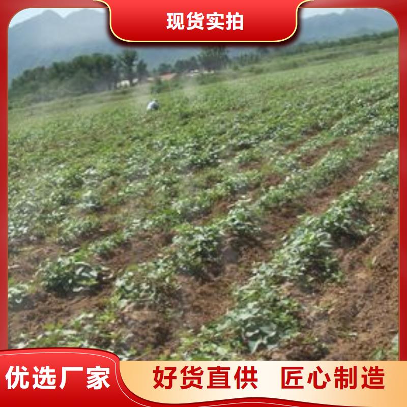 脱毒红薯苗（西瓜红）厂家现货直销