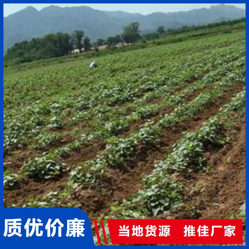 羽衣甘蓝粉视频-钟山|昭平|来宾|百色|玉林|桂林|钦州|贵港羽衣甘蓝粉免费安装-乐农食品(贺州市分公司)