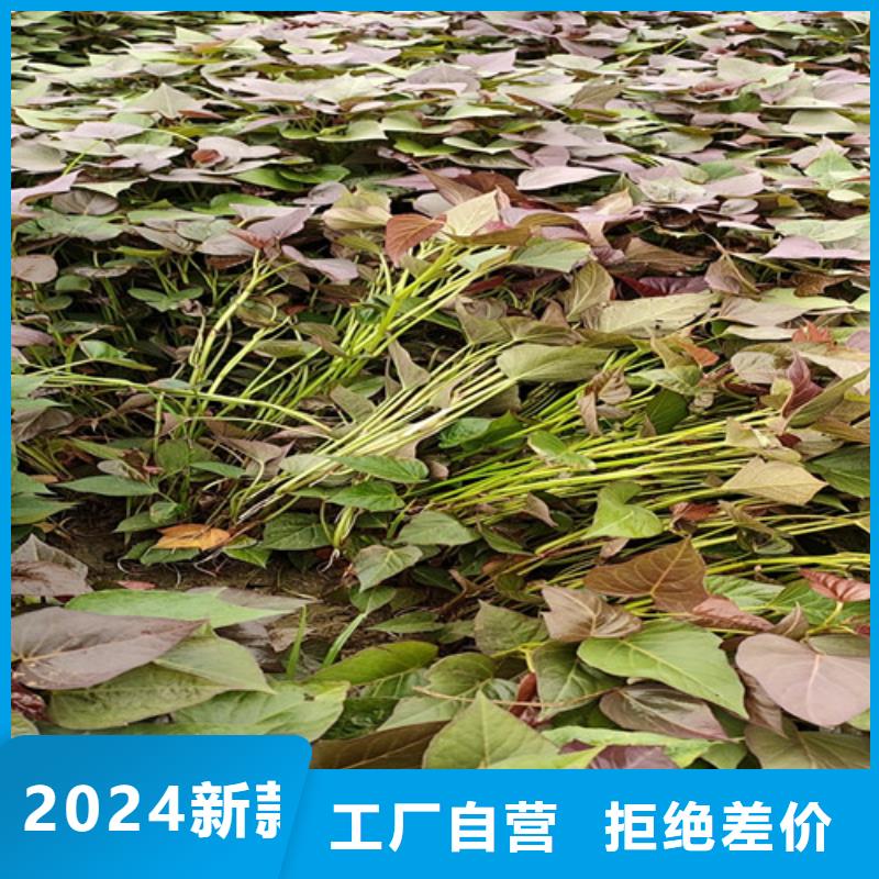 高产脱毒紫薯苗（凌紫品种）基地种植