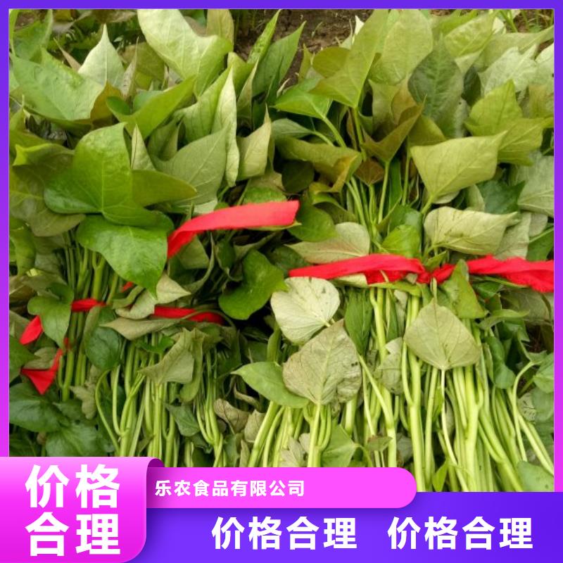 高剪红薯苗市场行情