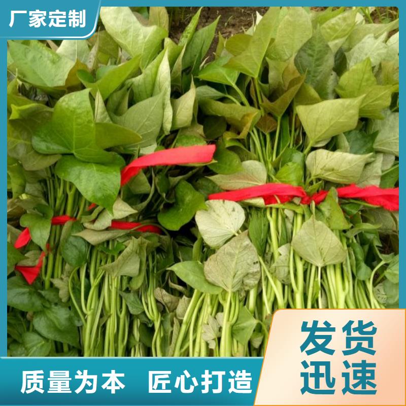 高产脱毒紫薯苗（凌紫品种）厂家联系电话