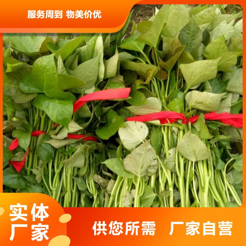 高产脱毒紫薯苗（凌紫品种）销售价格