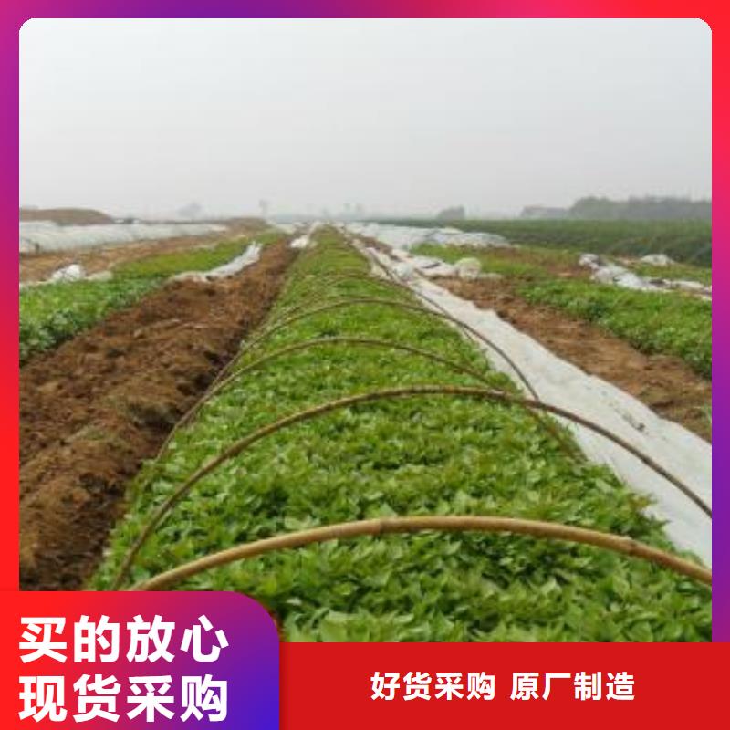 高剪红薯苗种植基地