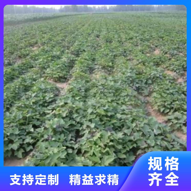 南瓜丁-视频-南瓜丁|辽宁省沈阳市|沈河|铁西|葫芦岛|盘锦|抚顺|朝阳|辽阳