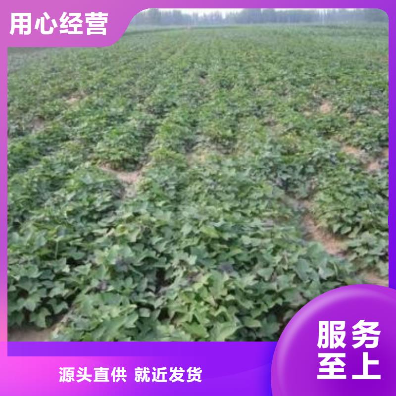 高产脱毒紫薯苗（凌紫品种）销售价格