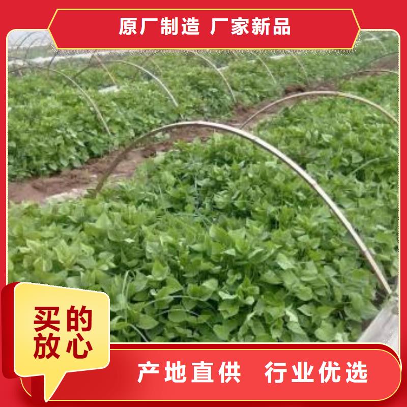 羽衣甘蓝粉视频-钟山|昭平|来宾|百色|玉林|桂林|钦州|贵港羽衣甘蓝粉免费安装-乐农食品(贺州市分公司)