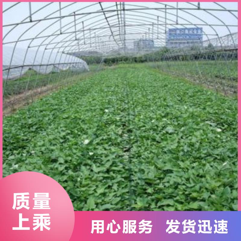 南瓜丁-视频-南瓜丁|辽宁省沈阳市|沈河|铁西|葫芦岛|盘锦|抚顺|朝阳|辽阳