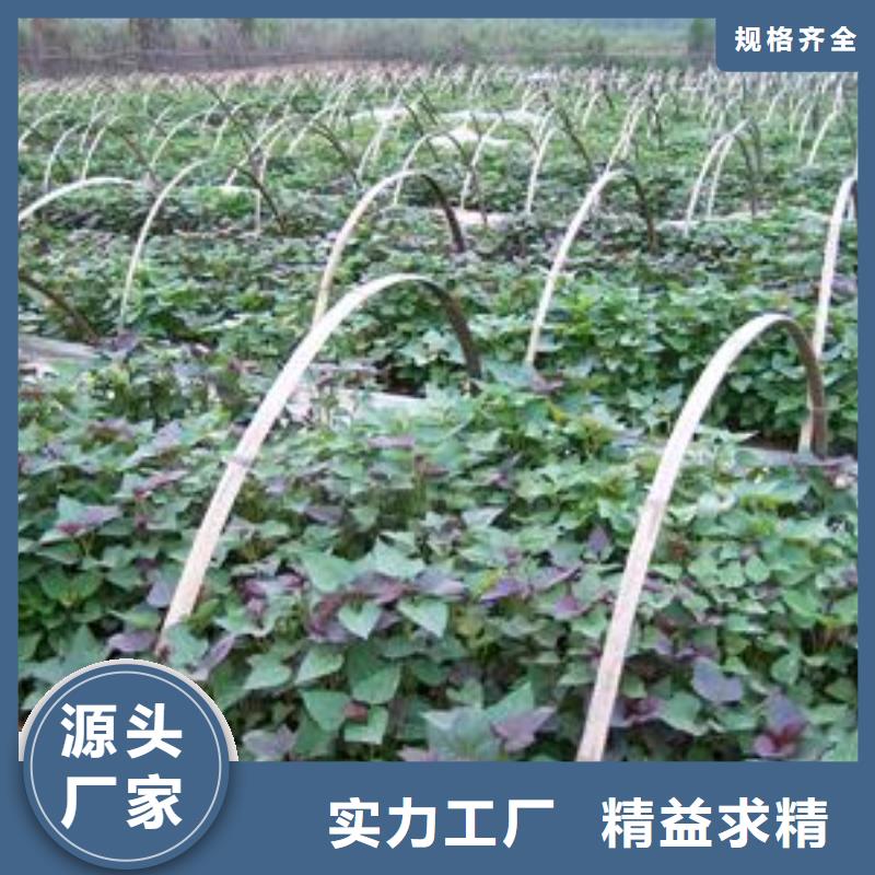高产脱毒紫薯苗（凌紫品种）行情走势