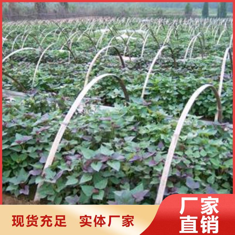 高剪红薯苗现货充足量大优惠