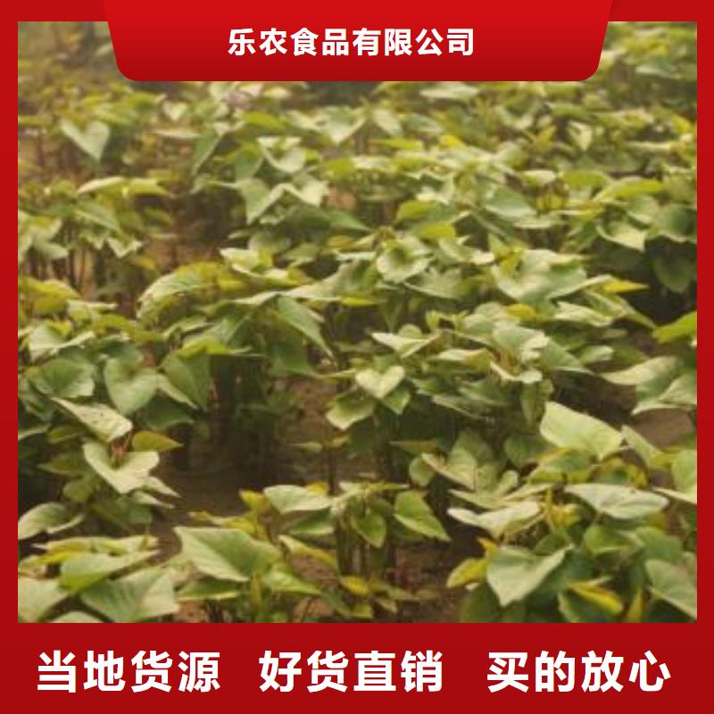 羽衣甘蓝粉-视频-羽衣甘蓝粉|山西省临汾市|曲沃|隰县|长治|吕梁|大同|朔州|运城|阳泉