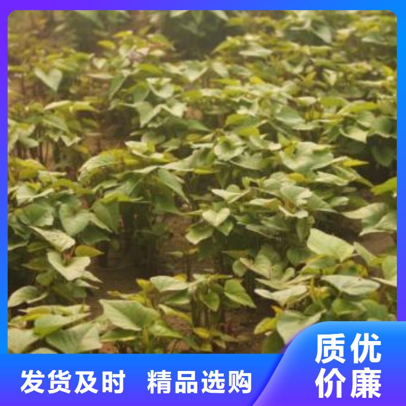 南瓜丁-视频-南瓜丁|辽宁省沈阳市|沈河|铁西|葫芦岛|盘锦|抚顺|朝阳|辽阳