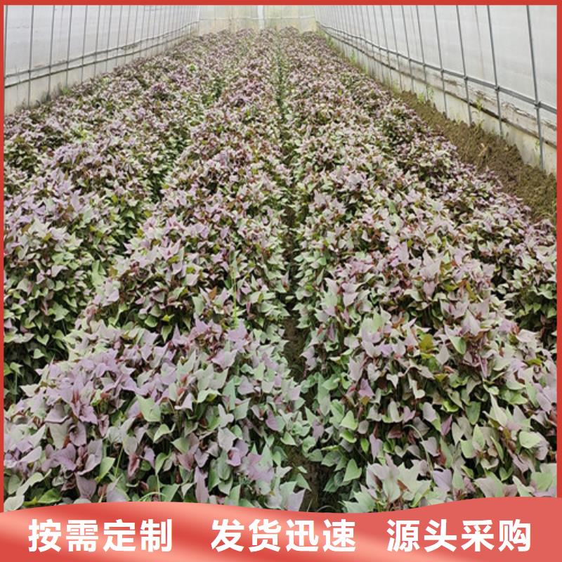 高产脱毒紫薯苗（凌紫品种）厂家联系电话