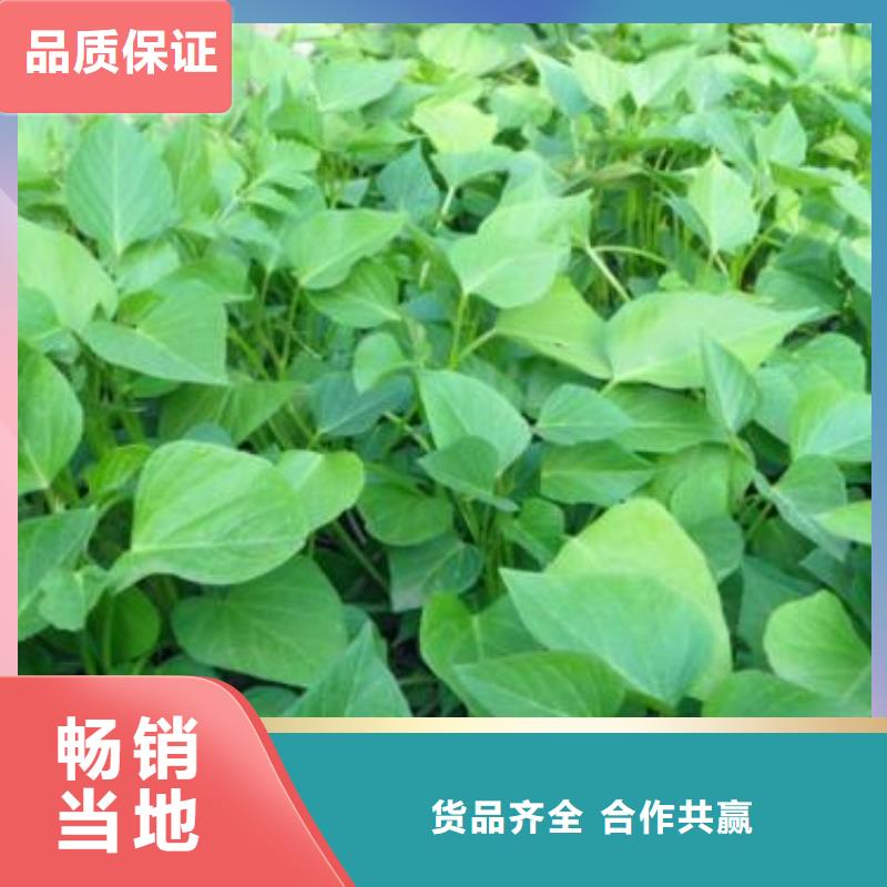麦茬苗普薯32号（红薯苗）专业生产厂家
