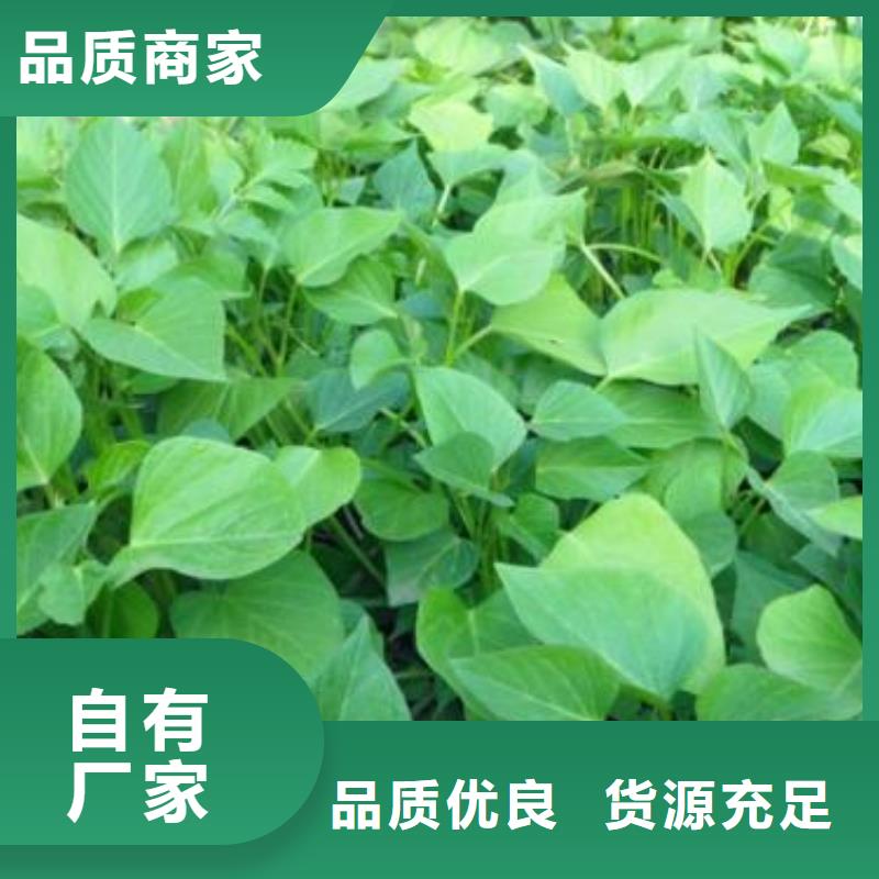 羽衣甘蓝粉视频-钟山|昭平|来宾|百色|玉林|桂林|钦州|贵港羽衣甘蓝粉免费安装-乐农食品(贺州市分公司)