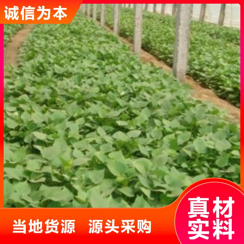 麦茬苗普薯32号（红薯苗）区别