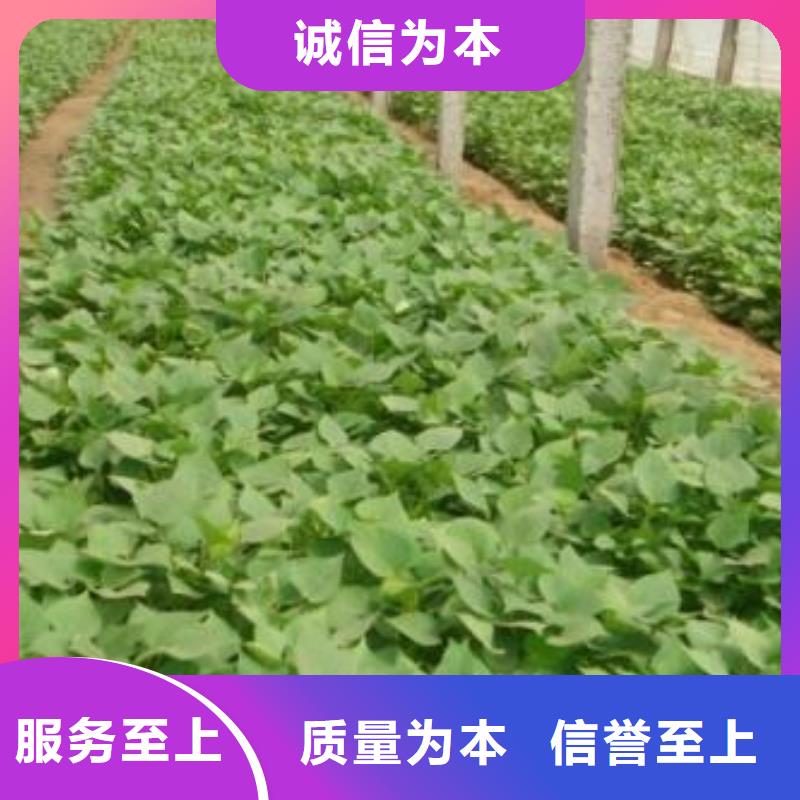 麦茬苗普薯32号（红薯苗）专业生产厂家
