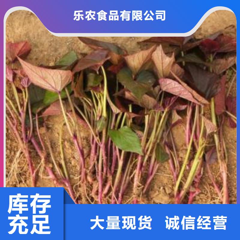 羽衣甘蓝粉-视频-浙江省宁波市|鄞州|象山|台州|丽水|绍兴|嘉兴|湖州|杭州羽衣甘蓝粉-乐农