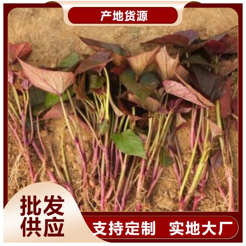 南瓜丁-视频-南瓜丁|辽宁省沈阳市|沈河|铁西|葫芦岛|盘锦|抚顺|朝阳|辽阳