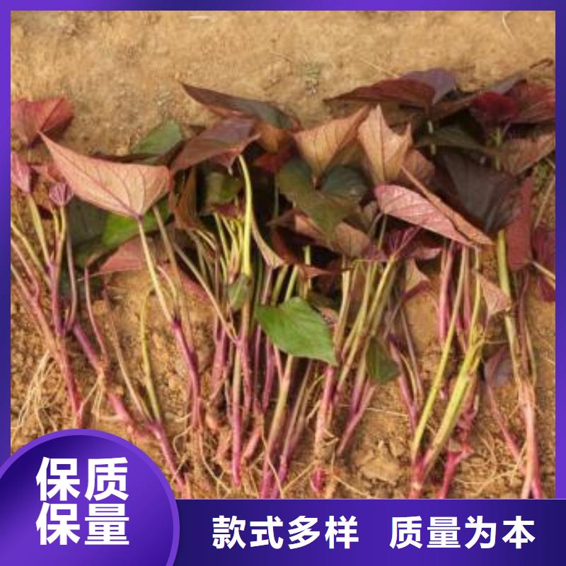高剪红薯苗种植基地