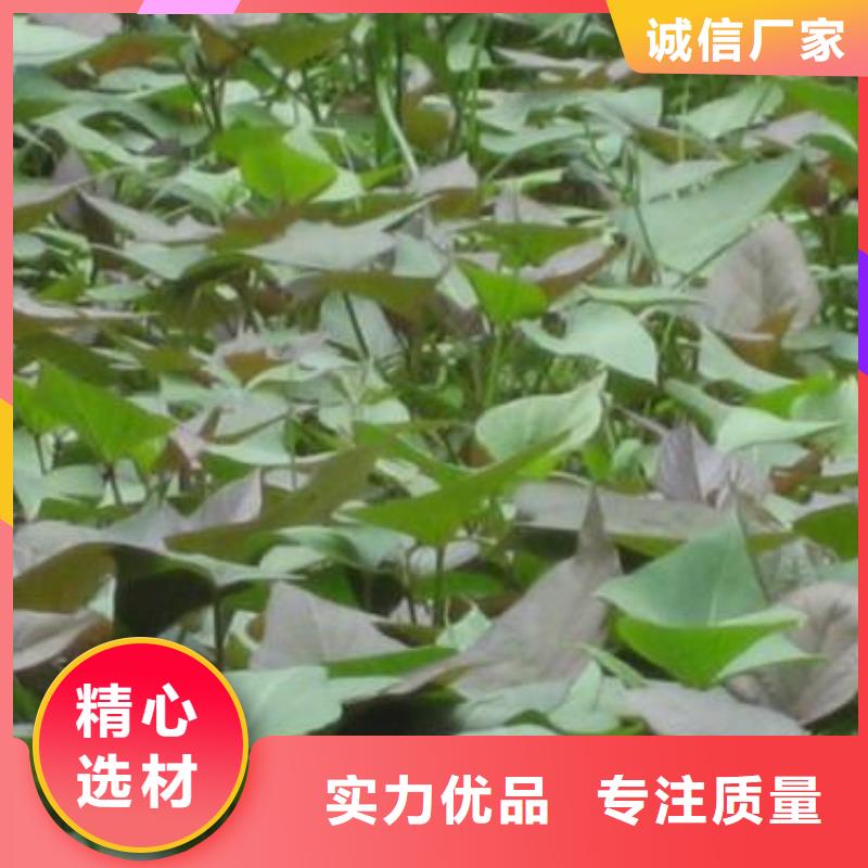 麦茬苗普薯32号（红薯苗）专业生产厂家