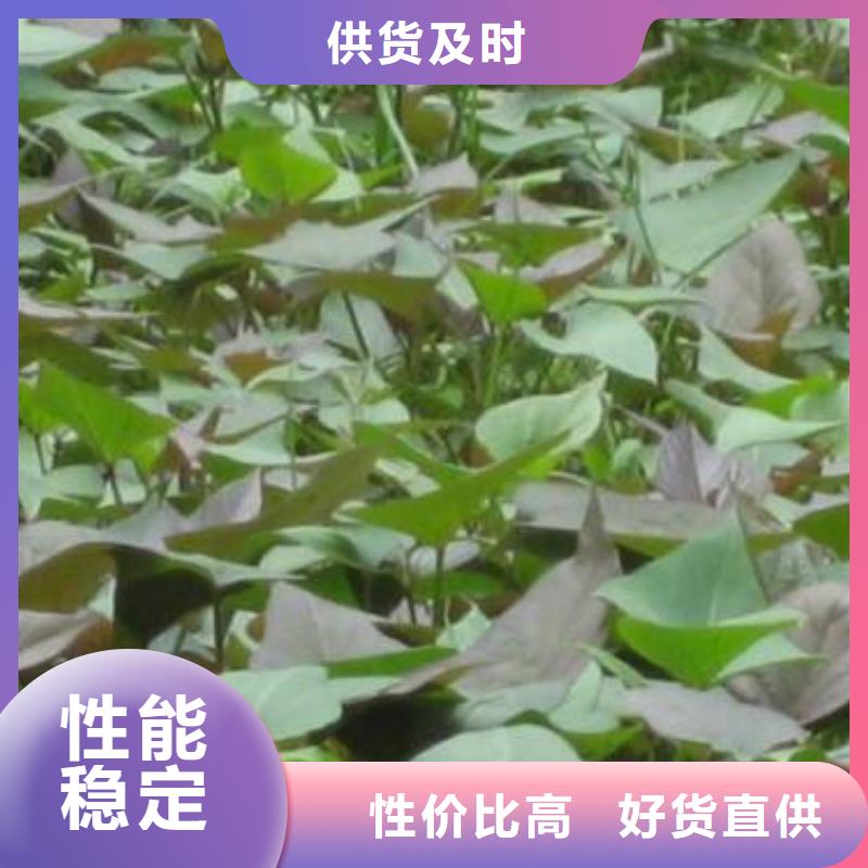 高产脱毒紫薯苗（凌紫品种）基地种植