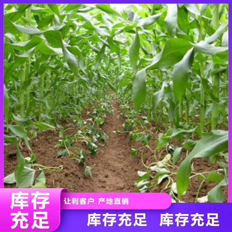 高剪红薯苗现货充足量大优惠