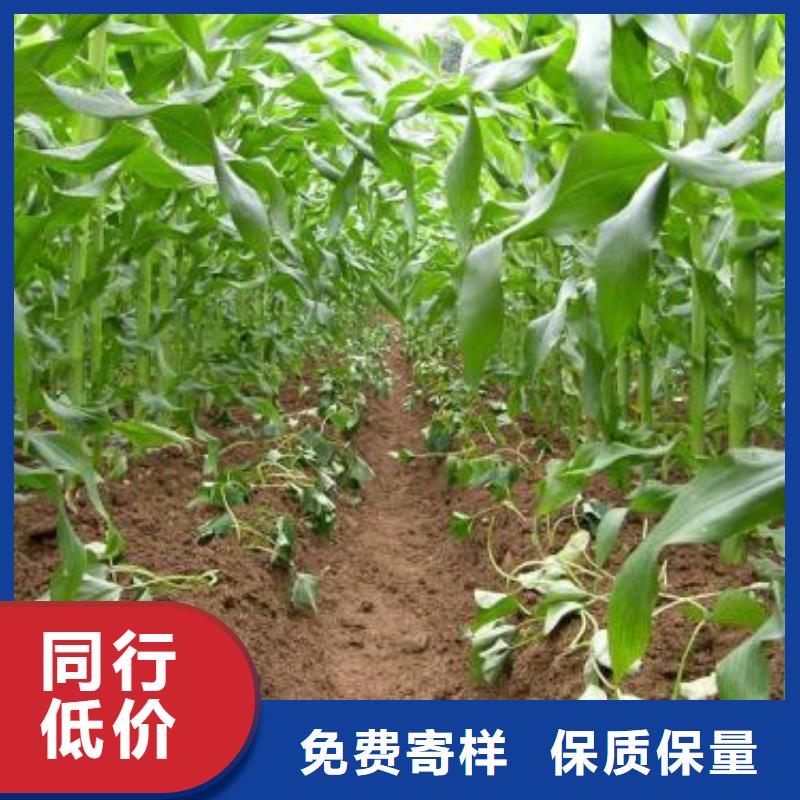 高剪红薯苗种植基地