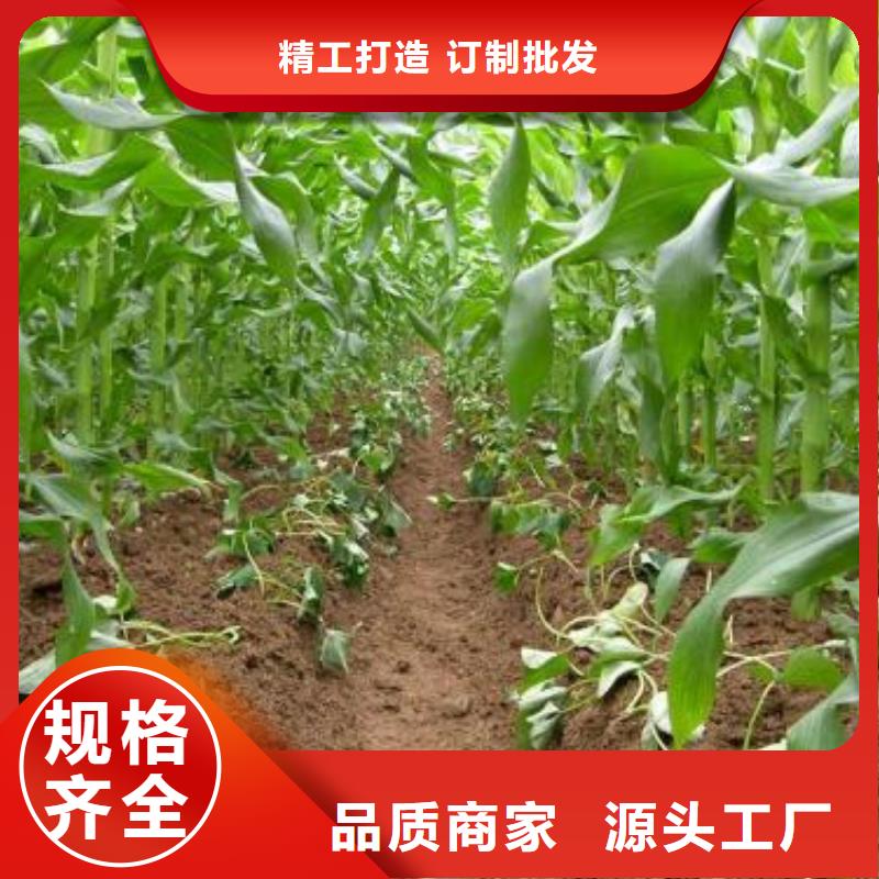 脱毒紫薯苗（济黑品种）怎么培育