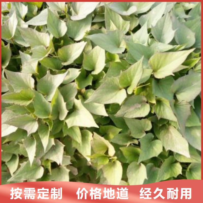 羽衣甘蓝粉视频-钟山|昭平|来宾|百色|玉林|桂林|钦州|贵港羽衣甘蓝粉免费安装-乐农食品(贺州市分公司)