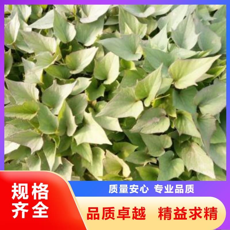 高剪红薯苗现货充足量大优惠
