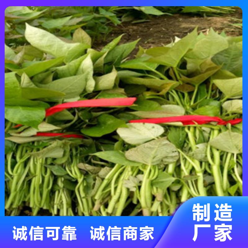 高剪红薯苗现货充足量大优惠