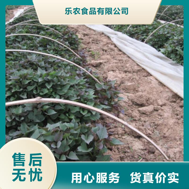 高剪红薯苗现货充足量大优惠