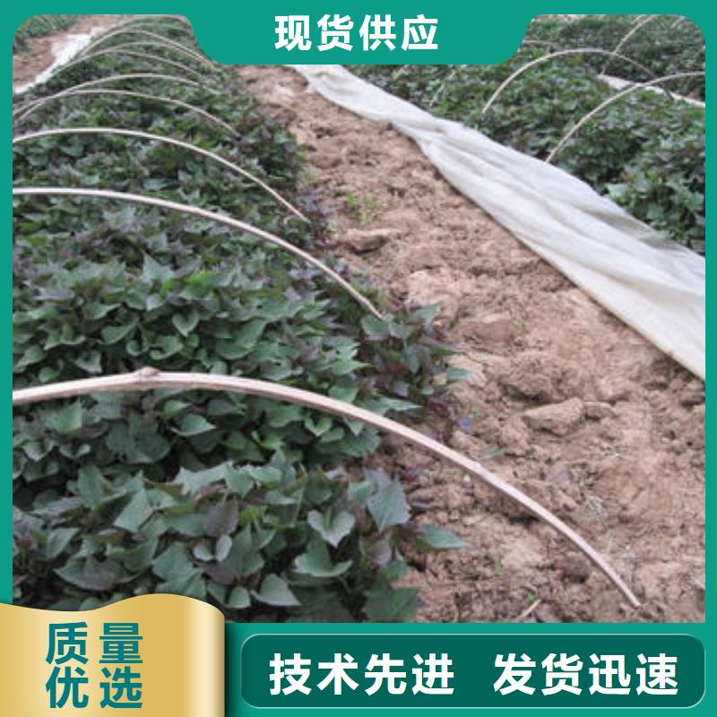 高产脱毒紫薯苗（凌紫品种）价格